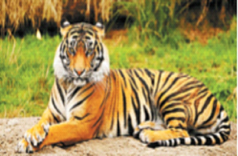 26 बाघ गायब होने के बाद भी वन विभाग खामोश