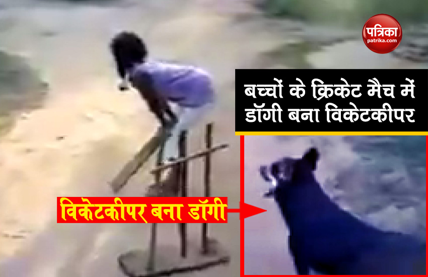 क्रिकेट मैच में डॉगी बना विकेटकीपर, वीडियो देख लोग हुए हैरान