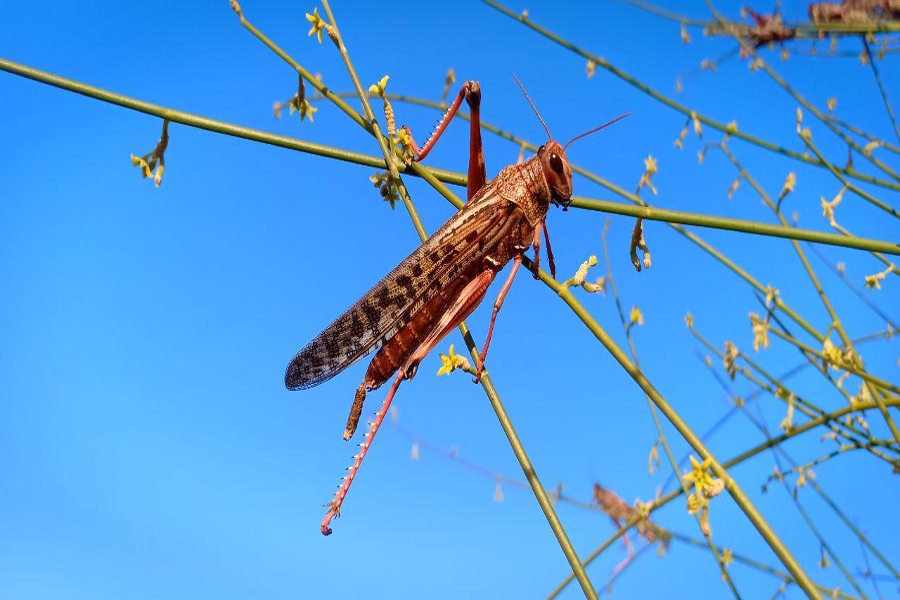 central locust control team warned for locust outbreak in india