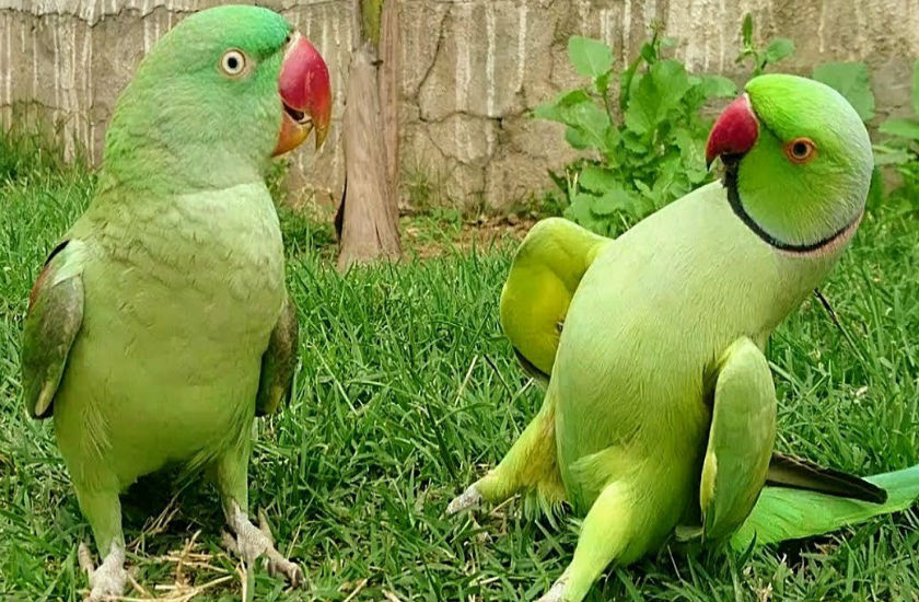 parrot_photo.jpg