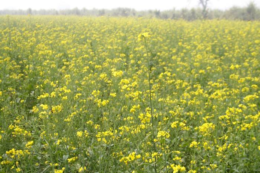 mustard crop is reday in mathania of jodhpur