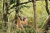 पीलीभीत: बाघ-बाघिन का जोड़ा कैमरे में हुआ कैद- देखें वीडियो