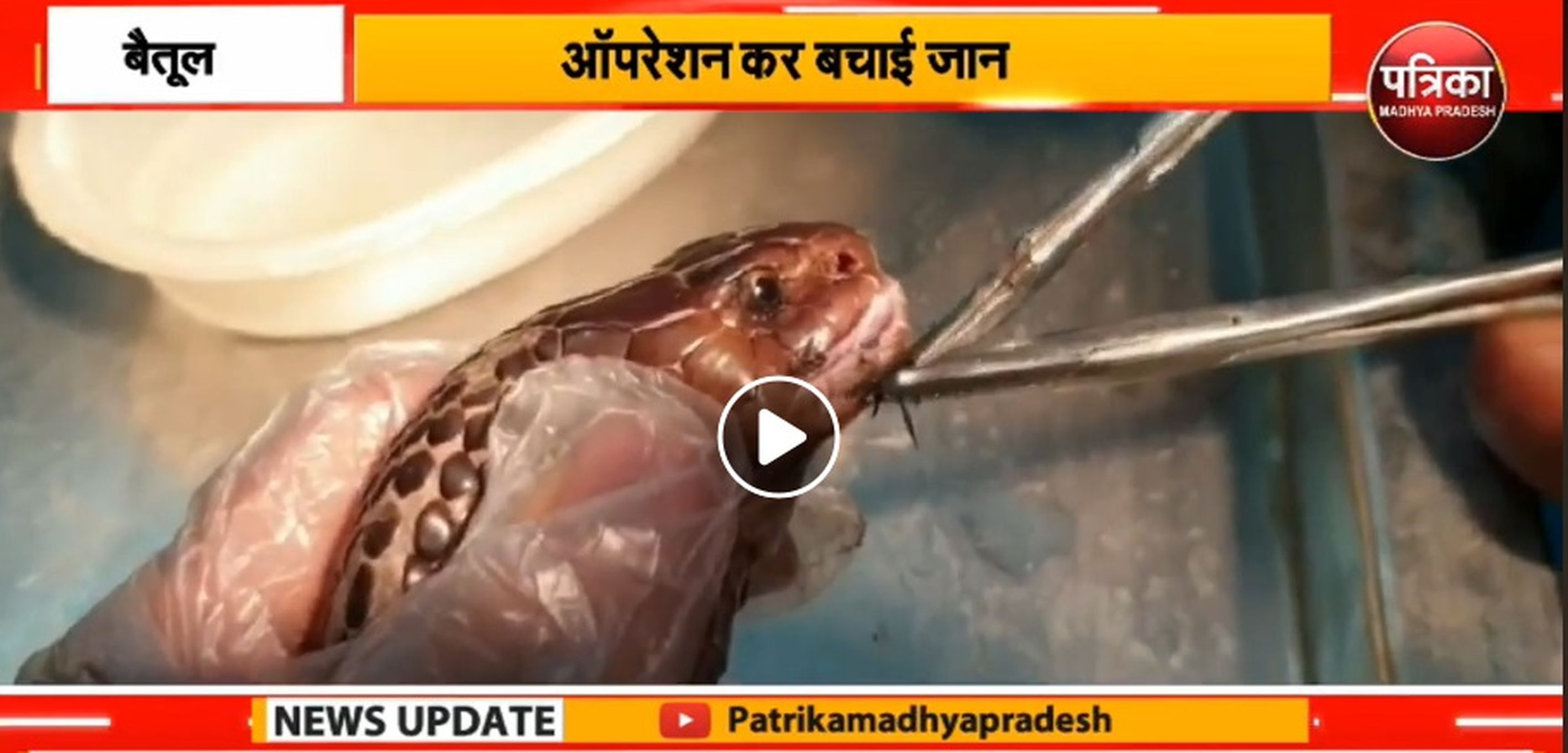 rescued Cobra Snake Operated in Betul Animal Hospital Madhya Pradesh