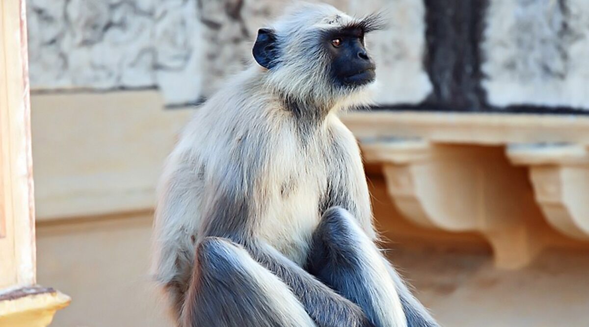 Langurs deployed for trump security