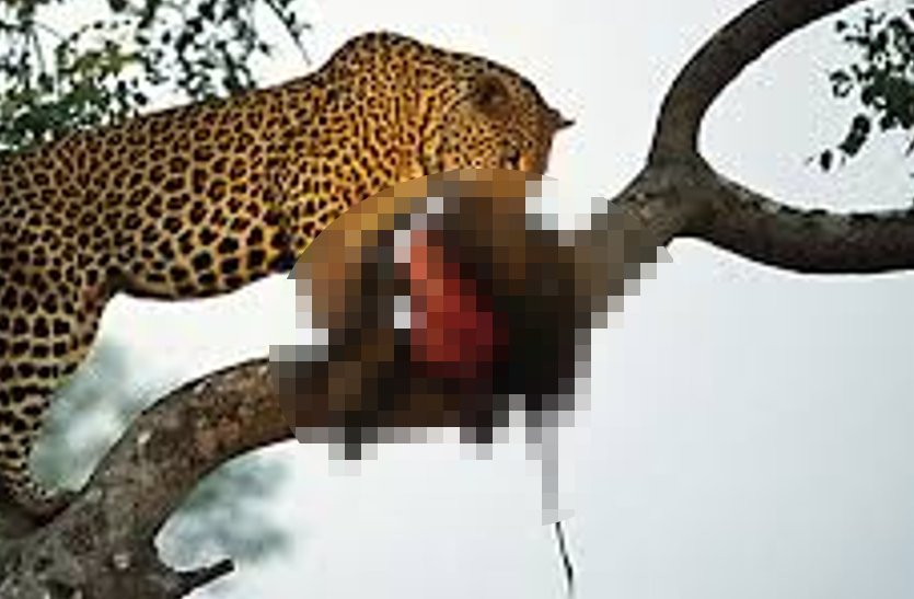 leopard_kills_7-year-old_boy_in_dhar.png