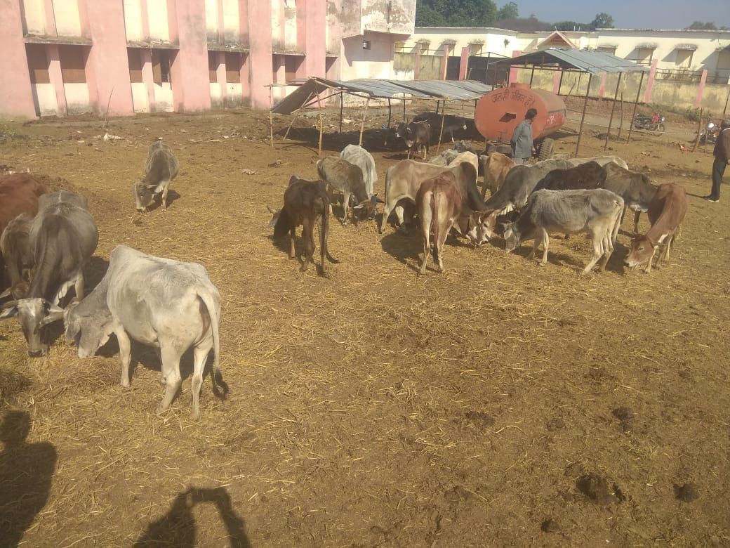 Now no more farmers will be troubled by stray cattle