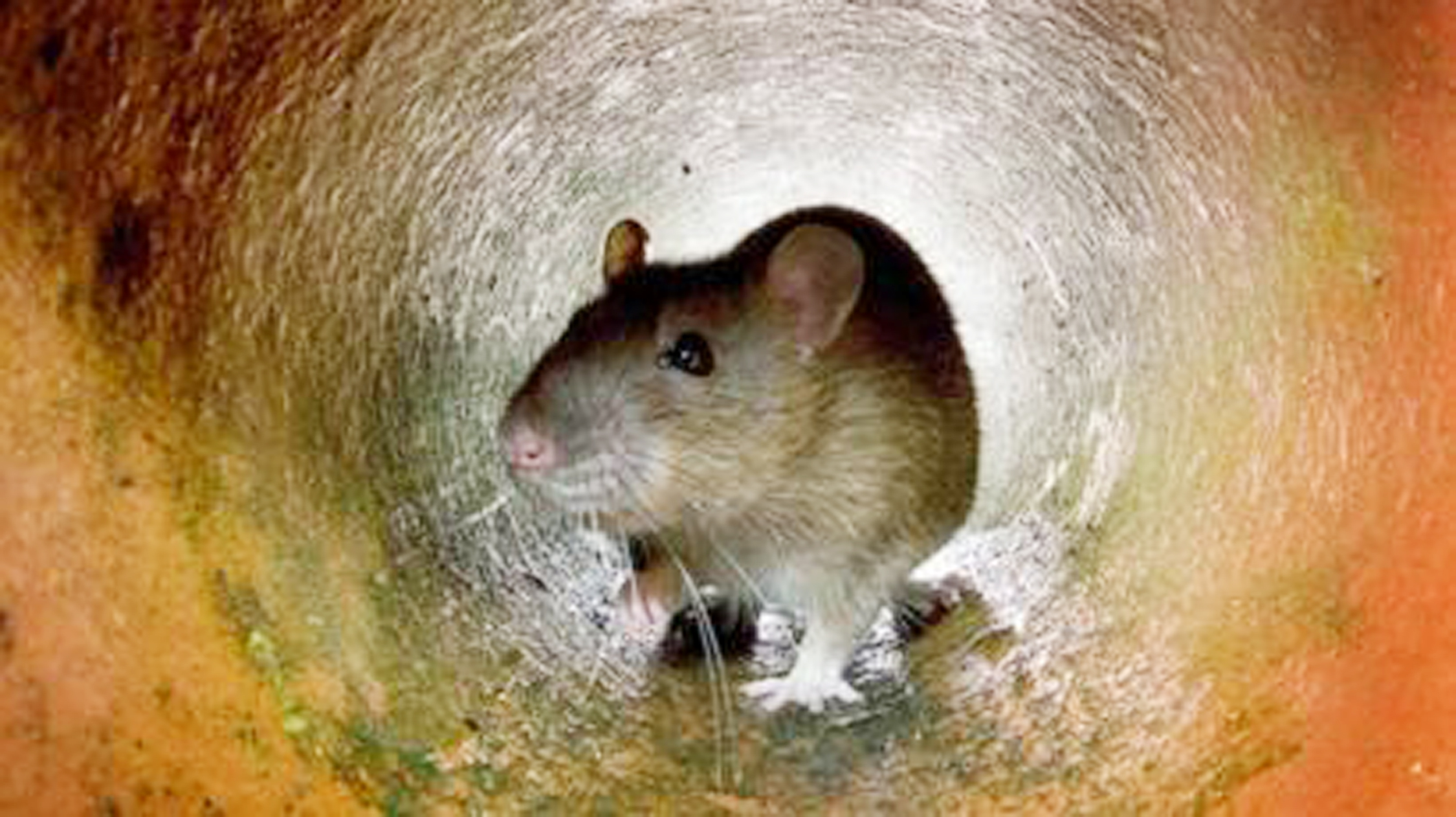 चूहे डकार गए थाने में जमा शराब, खाली बोलतें छोड़ गए