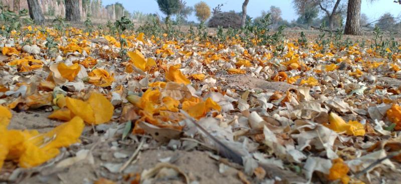 धरती पर कुछ यूँ प्राकृतिक रंग बिखेर रहा पतझड़!