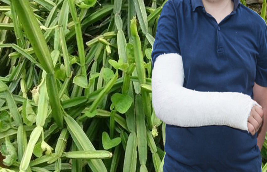 Ayurveda Remedies: Hadjod plant Is effective to treat Broken bone