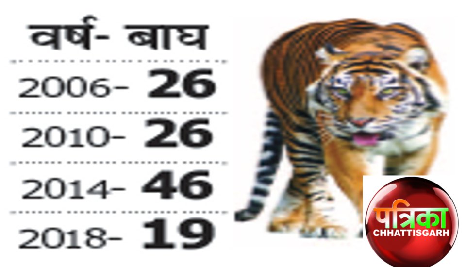 राज्य में 19 बाघ, प्रत्येक पर 50 लाख रुपए हर साल खर्च, फिर भी न ढूंढ रहे न बचा पा रहे