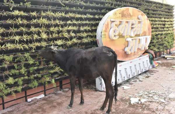 मवेशी वर्टिकल गार्डन खाकर कह रहे आई लव माय सागर