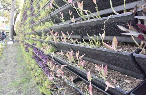 मवेशी वर्टिकल गार्डन खाकर कह रहे आई लव माय सागर