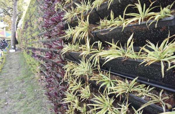 मवेशी वर्टिकल गार्डन खाकर कह रहे आई लव माय सागर