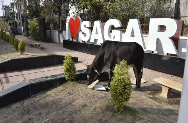 मवेशी वर्टिकल गार्डन खाकर कह रहे आई लव माय सागर