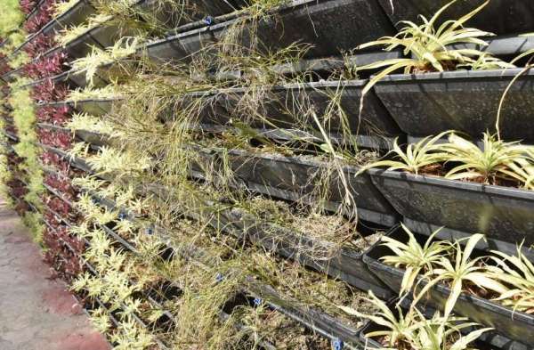 मवेशी वर्टिकल गार्डन खाकर कह रहे आई लव माय सागर