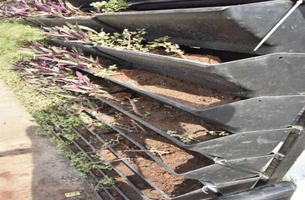 मवेशी वर्टिकल गार्डन खाकर कह रहे आई लव माय सागर