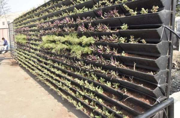 मवेशी वर्टिकल गार्डन खाकर कह रहे आई लव माय सागर