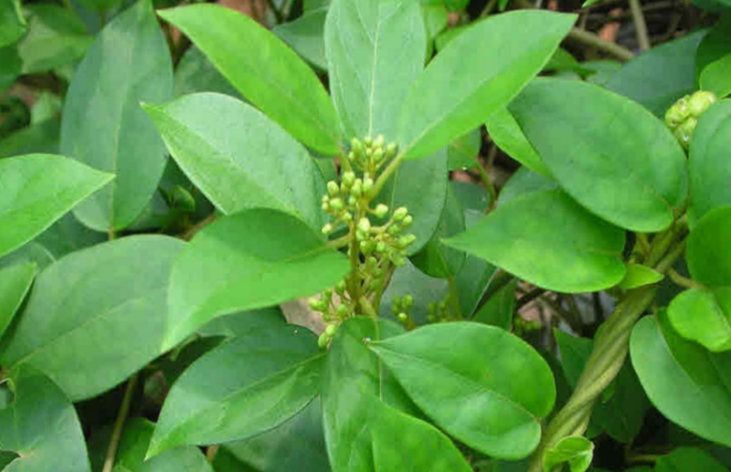 Anti Diabetes Remedy: Gurmar leads blood sugar reduction in Diabetes