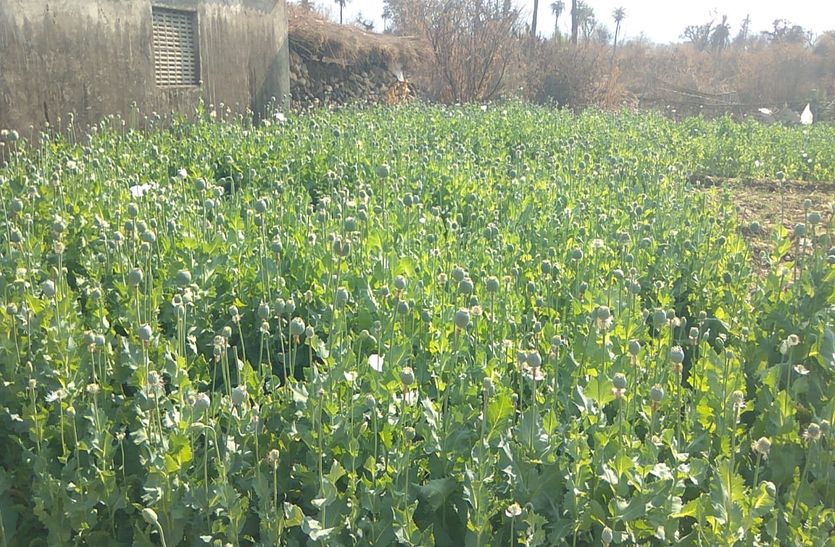 Apheem Crop Wasted In A Field In Alwar