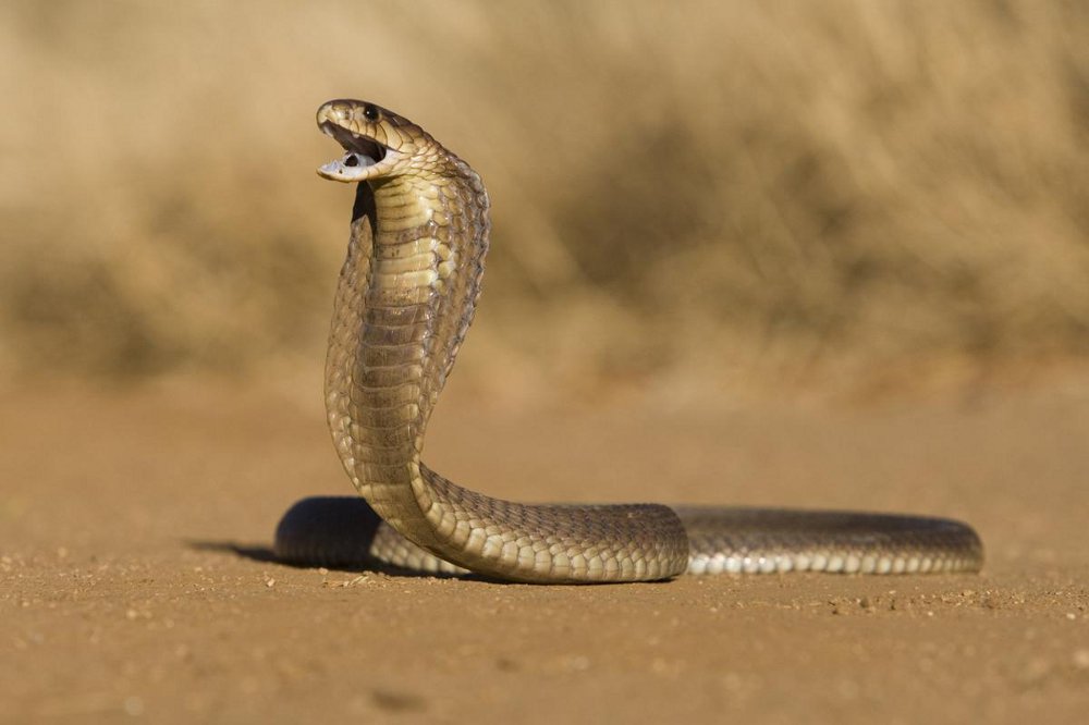 बैतूल के भोपाली मेले में सपेरों से मिले थे पांच कोबरा सांप, की थी क्रूरता