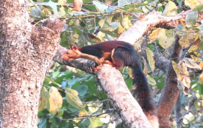 उदंती के जंगलों में पाई जाती है विशालकाय उडऩ गिलहरी