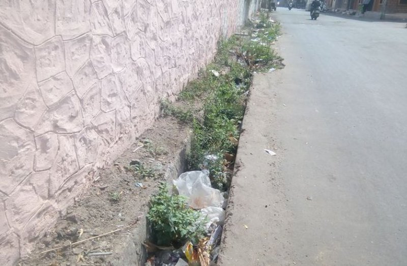 mistake of responsible, acacia grew in drains