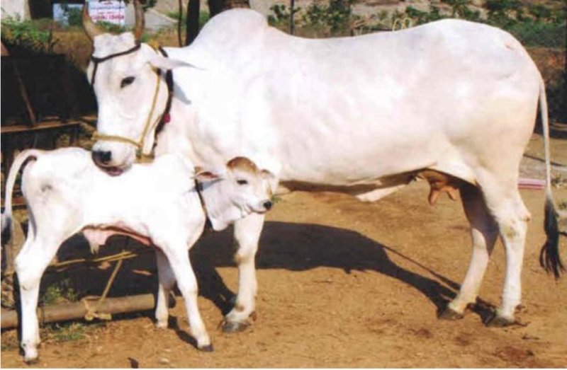 अगर आपके आसपास है गाय तो 11 दिन कर लें यह सर्व कामना पूर्ति अचूक उपाय