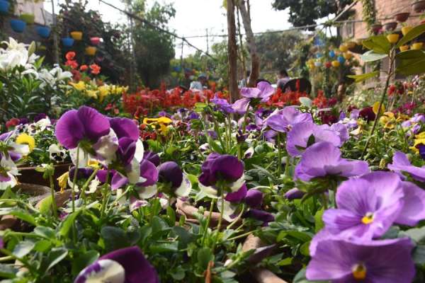 photo gallery of valley of flowers in jodhpur