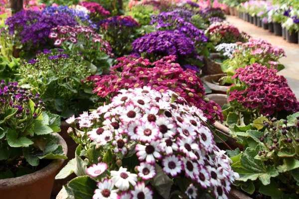 photo gallery of valley of flowers in jodhpur
