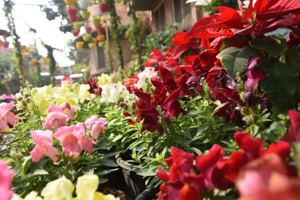 photo gallery of valley of flowers in jodhpur