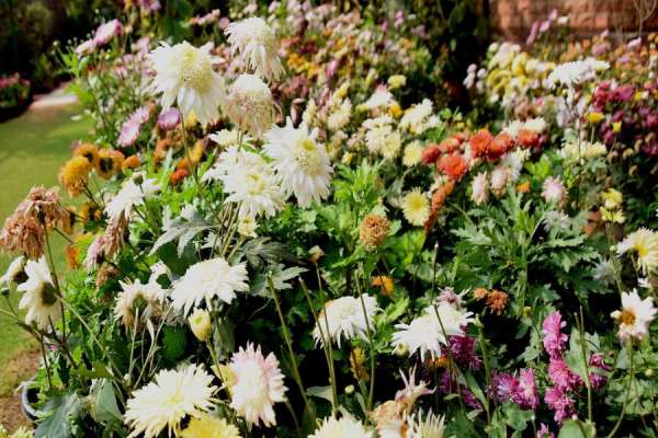photo gallery of valley of flowers in jodhpur