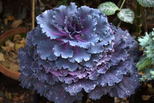 photo gallery of valley of flowers in jodhpur