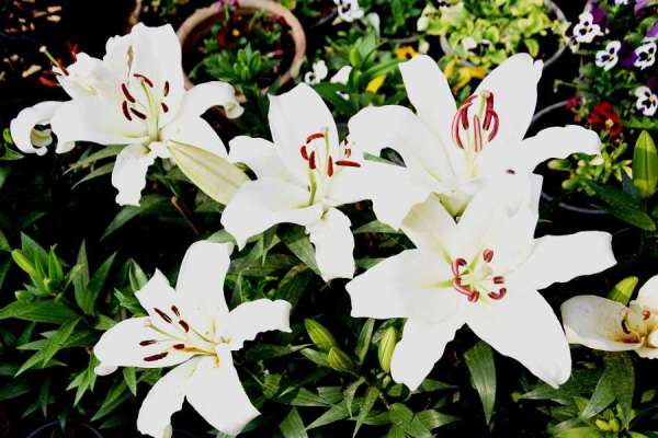 photo gallery of valley of flowers in jodhpur