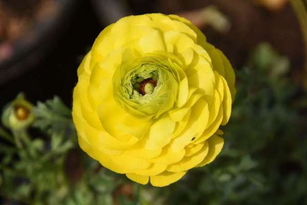 photo gallery of valley of flowers in jodhpur