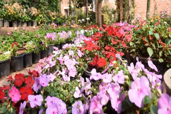 photo gallery of valley of flowers in jodhpur