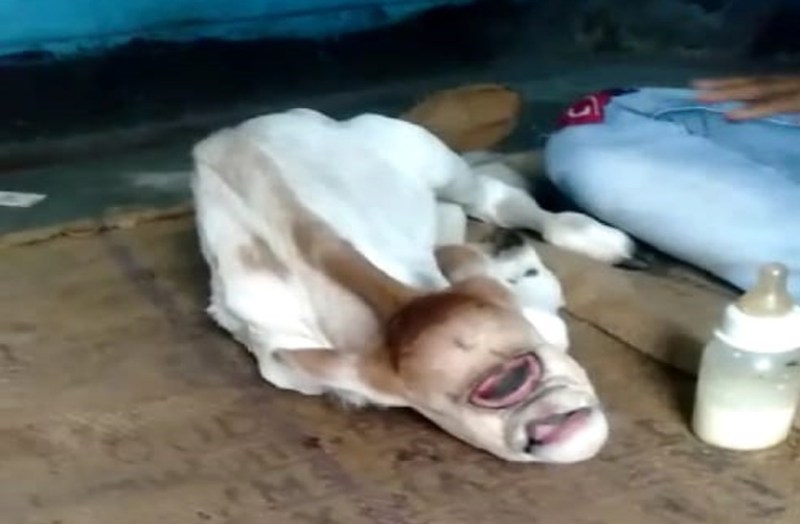 अद्भूत बछड़े को देखने उमड़ रही लोगों की भीड़