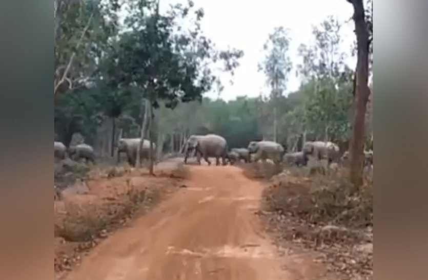 Viral Video|| सीधी लाइन में चल रहा हाथियों का झुंड