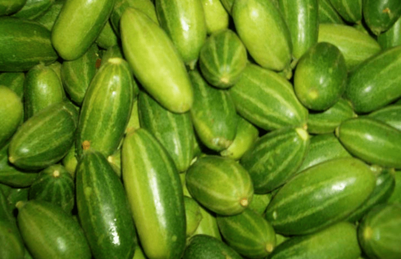 Eating Pointed Gourd have lots of health benefits