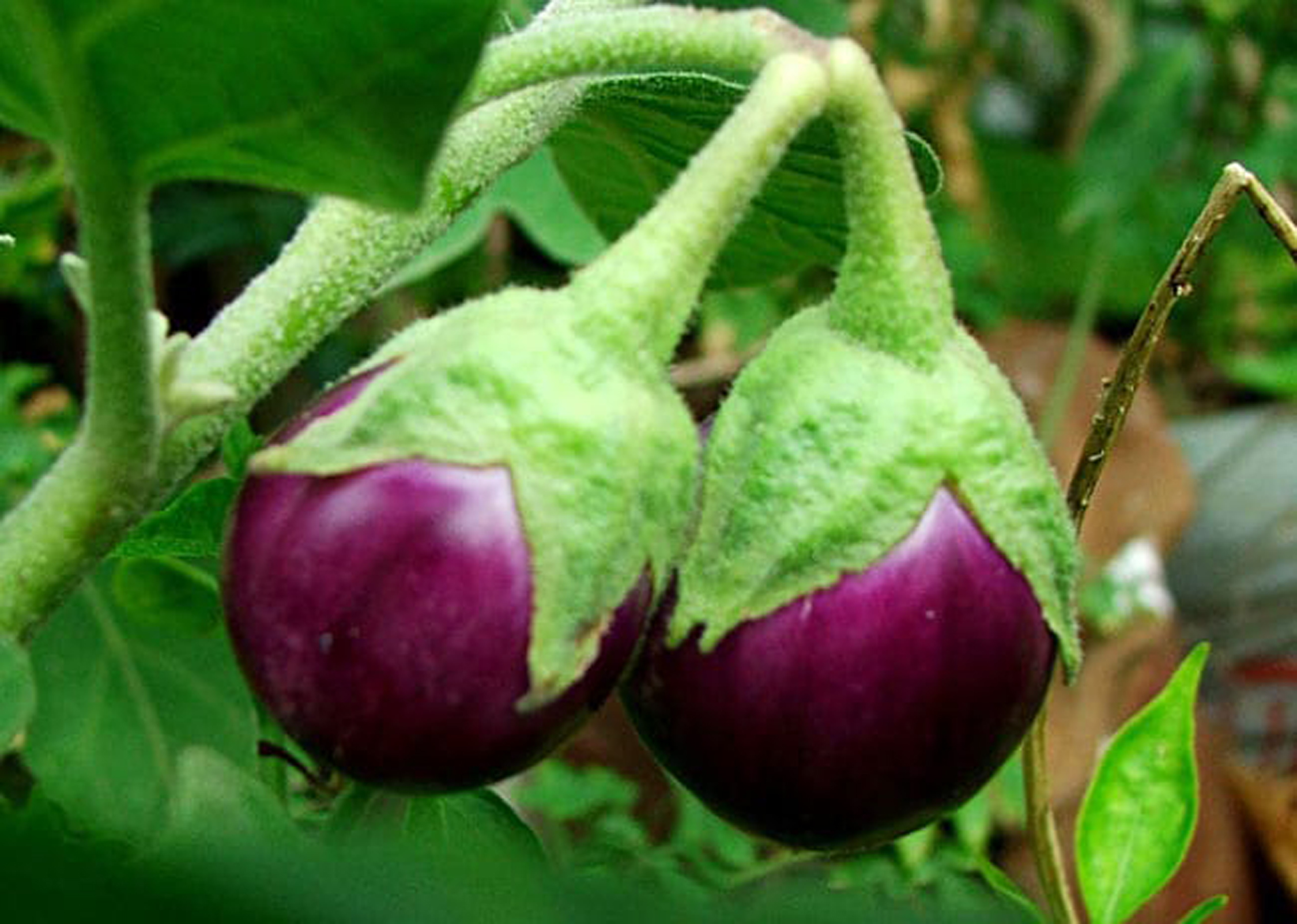 Benefits of brinjal: