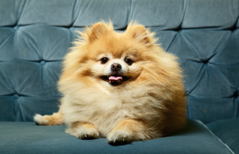 Human-To-Animal Coronavirus Transmission 