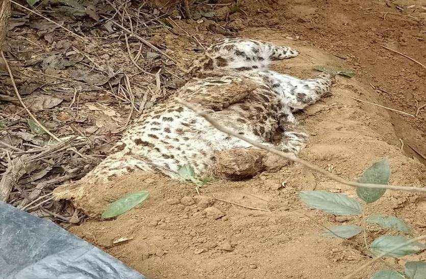 नहीं टूट रहा शिकारियों का तिलिस्म तेंदुए को मार कर शव जमीन में गाड़ा पूछताछ में हुआ चौंकाने वाला खुलासा