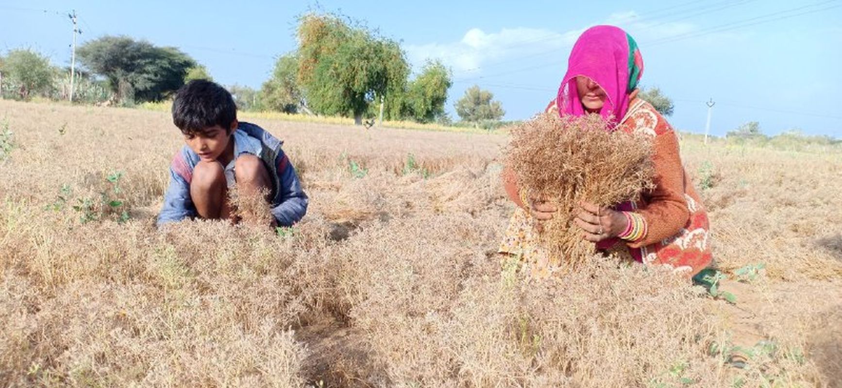 कुदरत के कहर से परेशान किसान, टिड्डी हमले के बाद अब बरसात बनी आफत