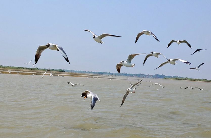 birds disturb