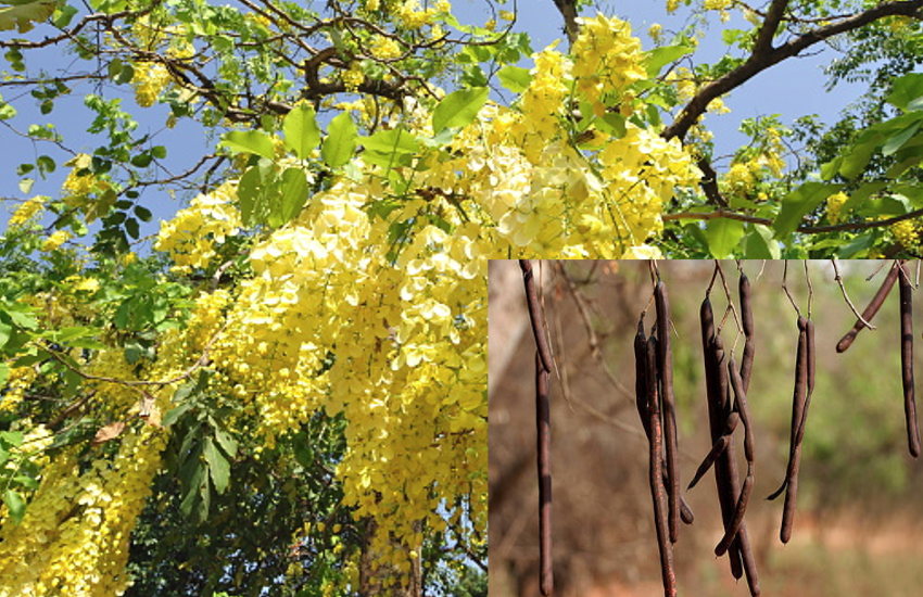 Amaltas Phali For Constipation