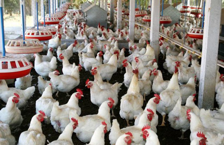 कोरोना वायरस की दहशत : होली से पहले चिकन के दामों में भारी गिरावट