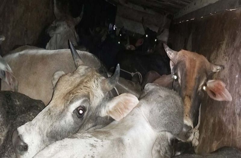 अमानवीयता : ठूंस-ठूंस भरे थे 46 गोवंश, ट्रक पकड़ा