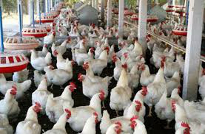 कोरोना वायरस का असर: 120 की जगह 20 रुपए किलो में बिक रहा मुर्गा, लाऊड स्पीकर लगाकर बेचा जा रहा चिकिन