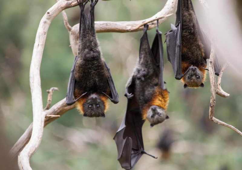bats.jpg