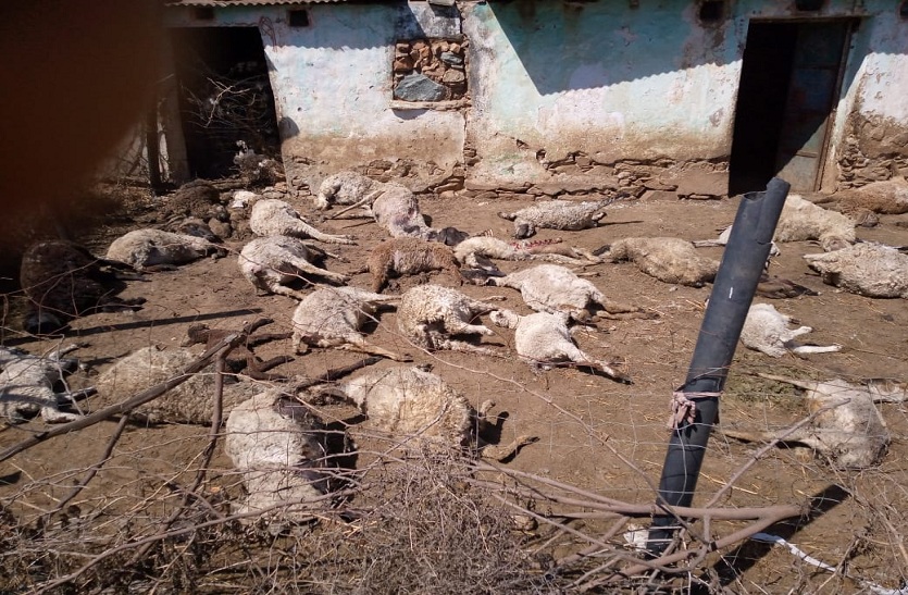 पैंथर का हमला: 48 भेड़ों की मौत, 20 घायल