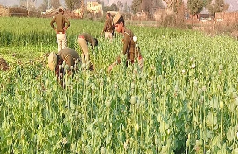STF raids caught opium cultivation in up